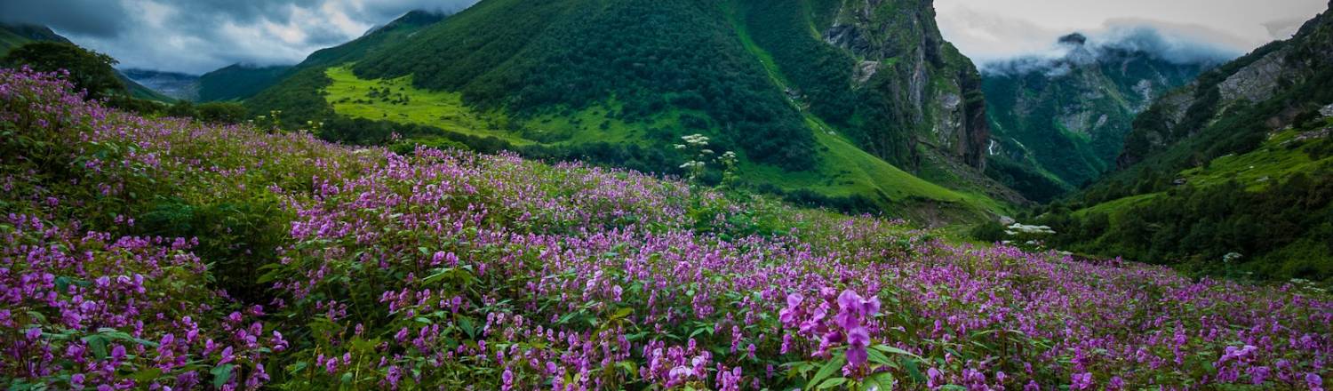 Valley of flowers photo