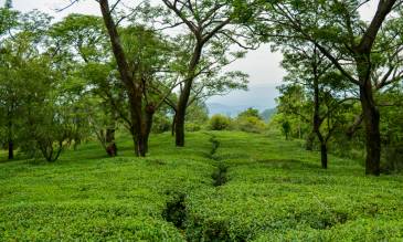 Tea Garden, Palampur