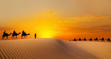 Image of A Tour in Abu Dhabi is Incomplete without Royal Camel Ride On the Golden Desert 