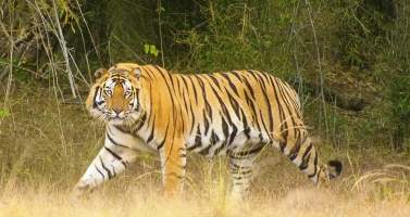 Image of Pench National Park: Experience The Territory Of Jungle Book