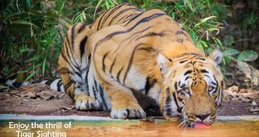 Image of Tadoba Wildlife Safari - The Real Land Of Majestic Tigers
